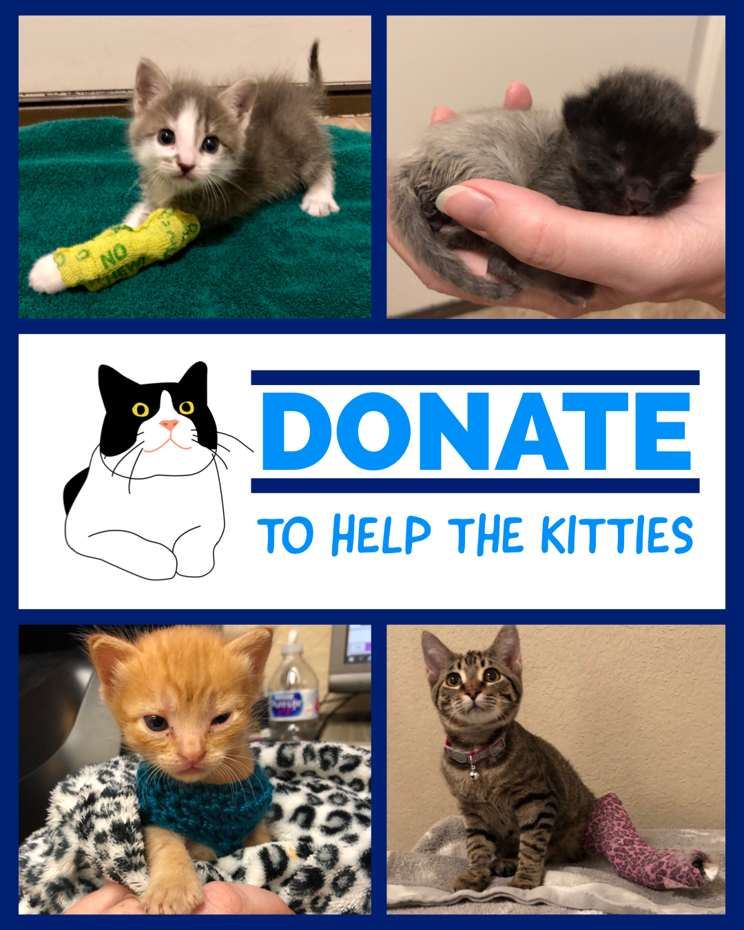 Donate to help the kitties